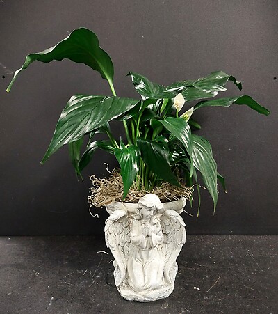 AF Peace Lily In Angel Container