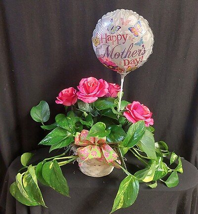 AF Mother&#039;s Day Pothos Plant with Silks- Daisy Bow