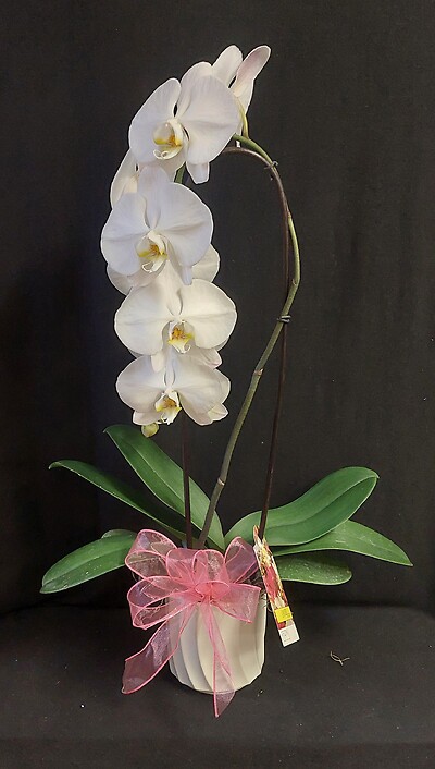 Arnold Florist White Orchid