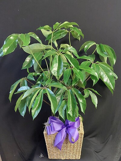 AF Schefflera in Woven Basket