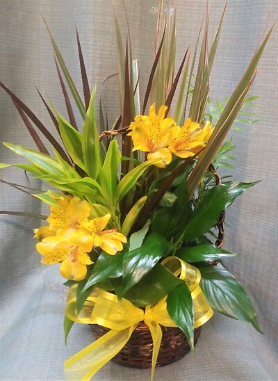 Assorted Basket Planter with Fresh Lilies