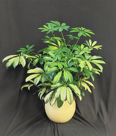 AF Variegated Arboricola in yellow ceramic